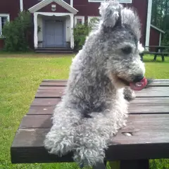 Pumi - Photo 3
