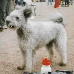 Pumi - Photo 4