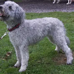 Pumi - Photo 5
