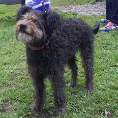 Pumi - Photo 6