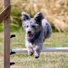 Pumi - Photo 7