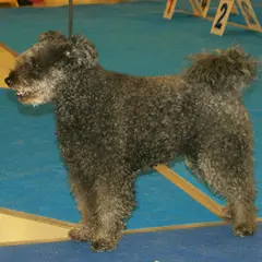 Pumi - Photo 8