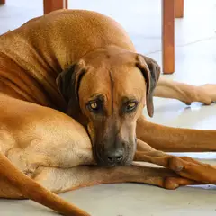 Ridgeback de Rodes - Foto 3