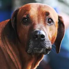 Ridgeback de Rodes - Foto 4