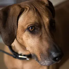Ridgeback de Rodes - Foto 5