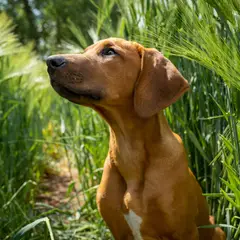 Ridgeback de Rodes - Foto 6
