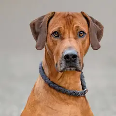 Ridgeback de Rodes - Foto 7