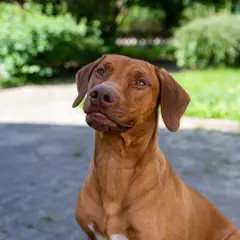 Ridgeback de Rodes - Foto 8