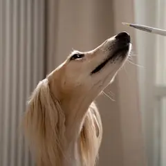 Saluki - Foto 3