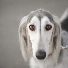 Saluki - Foto 1