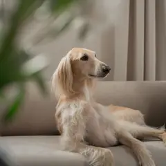 Saluki - Foto 4