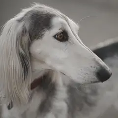 Saluki - Foto 5