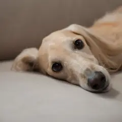Saluki - Foto 6