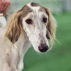 Saluki - Foto 7