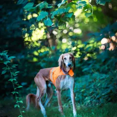 Saluki - Foto 9