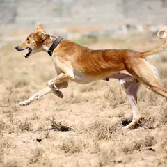 Saluki - Foto 10