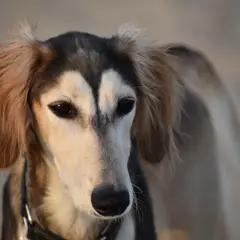 Saluki - Foto 12