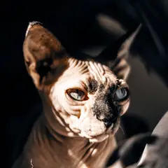 Sphynx - Foto 2