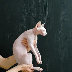 Sphynx - Foto 4