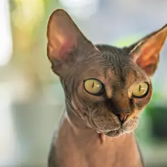 Sphynx - Foto 5