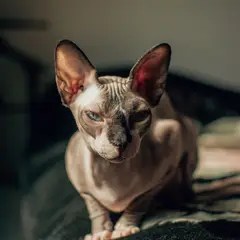 Sphynx - Foto 6