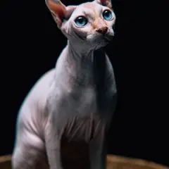Sphynx - Foto 7