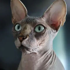 Sphynx - Foto 10