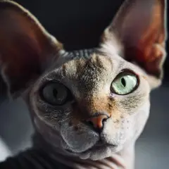 Sphynx - Foto 11