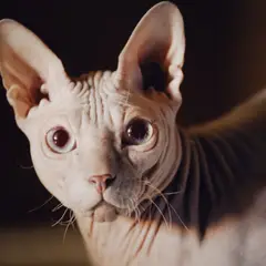 Sphynx - Foto 12