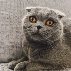 Scottish Fold - Photo 2