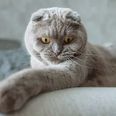 Scottish Fold - Photo 3