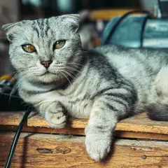 Scottish Fold - Photo 4