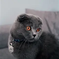 Scottish Fold - Photo 5