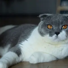 Scottish Fold - Photo 6