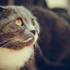 Scottish Fold - Photo 7