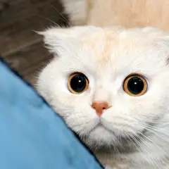 Scottish Fold - Photo 9