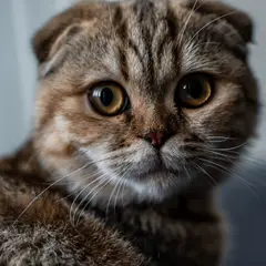 Scottish Fold - Photo 10