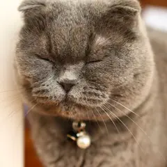 Scottish Fold - Photo 11