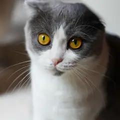 Scottish Fold - Photo 12