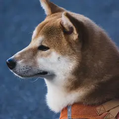 Shiba Inu - Foto 1