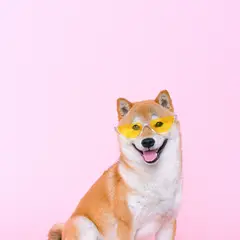 Shiba Inu - Foto 3