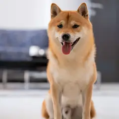 Shiba Inu - Foto 4