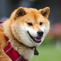 Shiba Inu - Foto 5