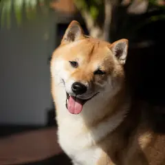 Shiba Inu - Foto 6
