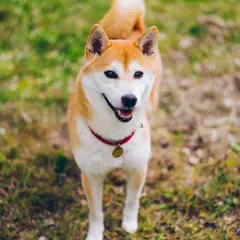 Shiba Inu - Foto 7