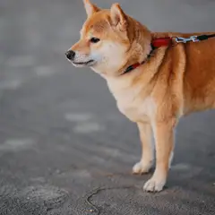 Shiba Inu - Foto 8