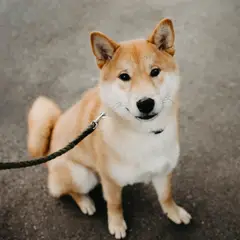 Shiba Inu - Foto 9