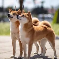 Shiba Inu - Foto 10
