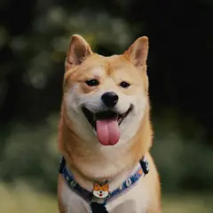 Shiba Inu - Foto 11