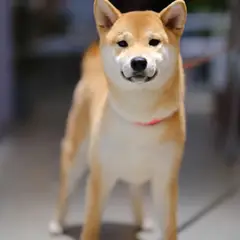 Shiba Inu - Foto 12